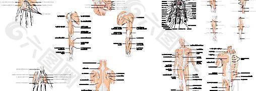 矢量人体股肉神经解剖图图片