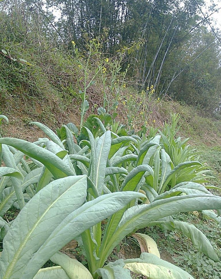 田园风光图片