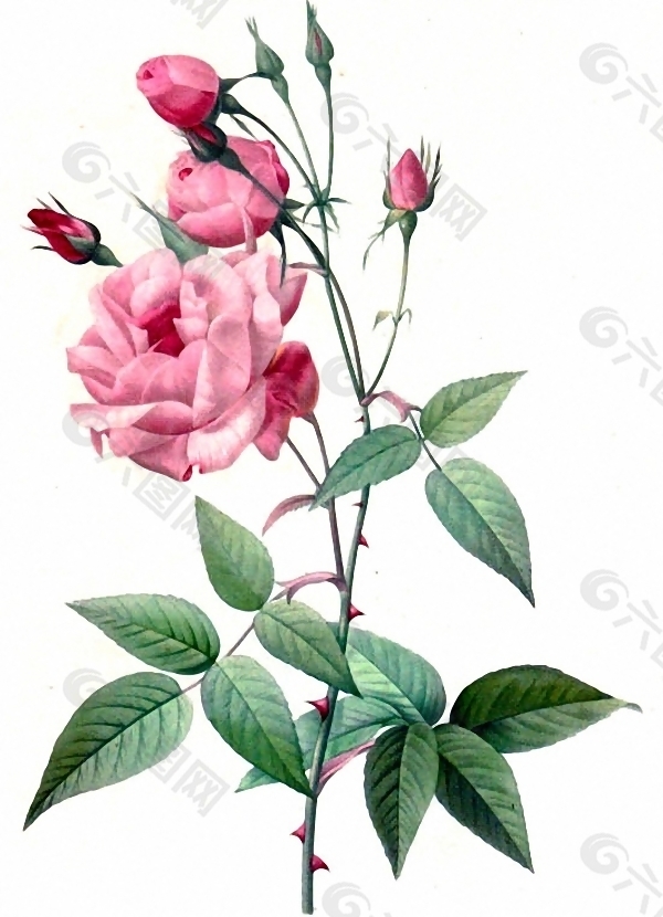 位图 植物 花卉 优雅植物 色彩 免费素材