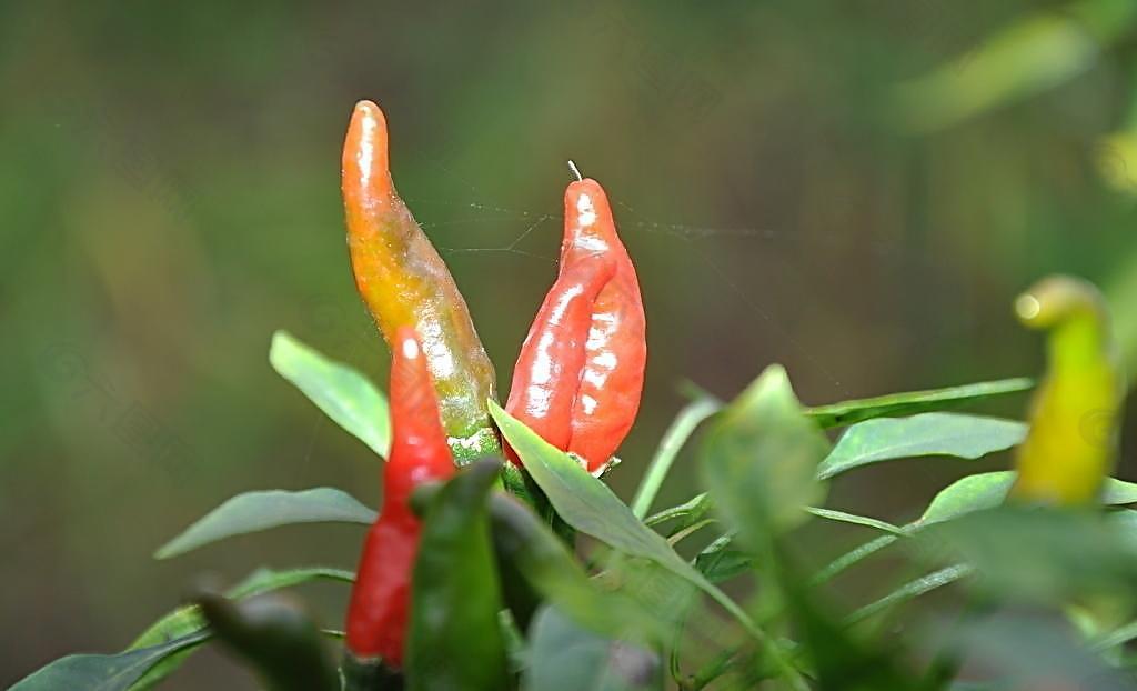 小辣椒图片