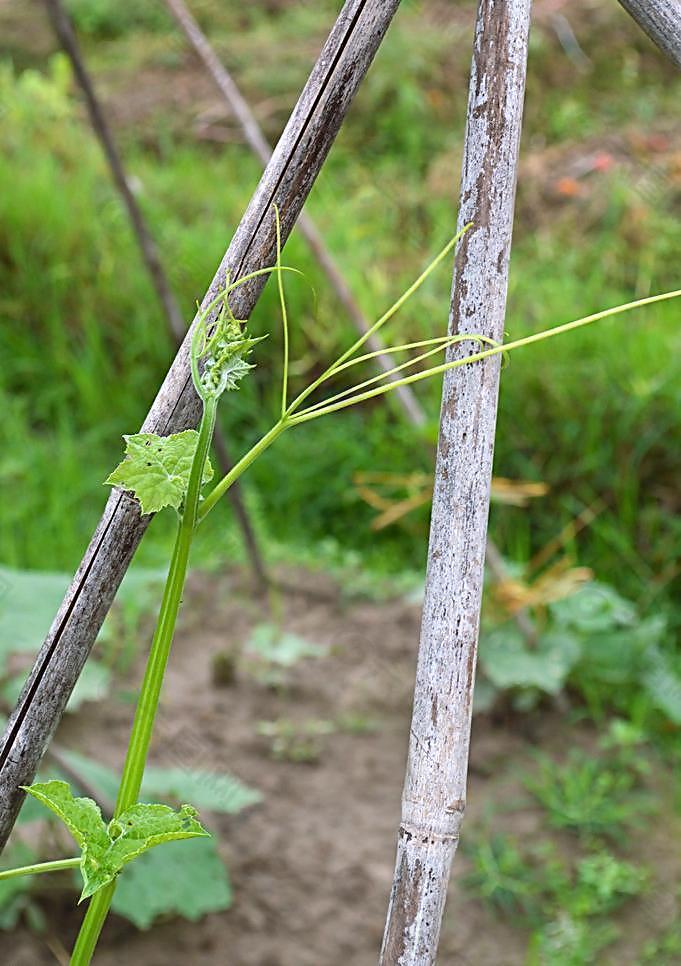 瓜苗图片