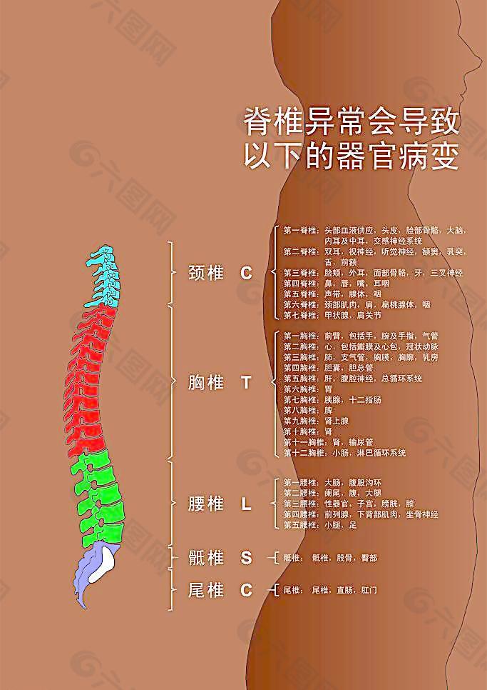 脊椎图医学人体图片