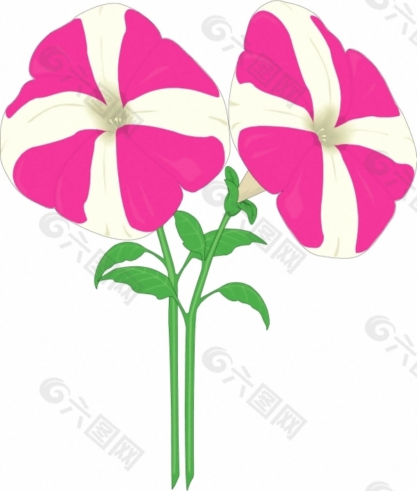 位图 植物 花卉 优雅植物 色彩 免费素材