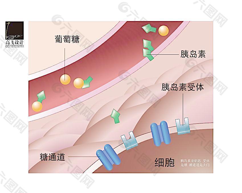 胰岛素和细胞图片