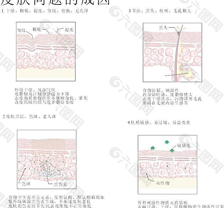 皮肤问题图解图片