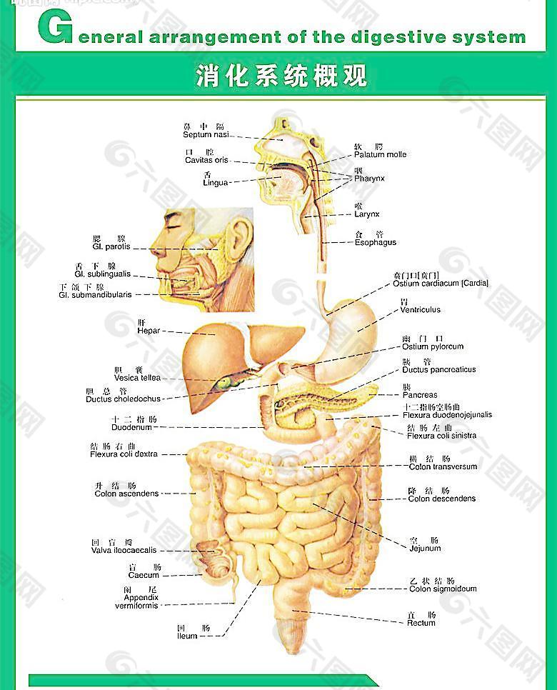 人体科普 消化系统图片