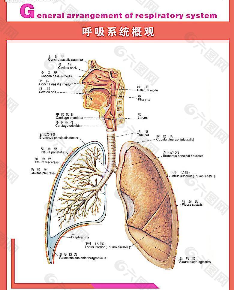 人体呼吸系统图片