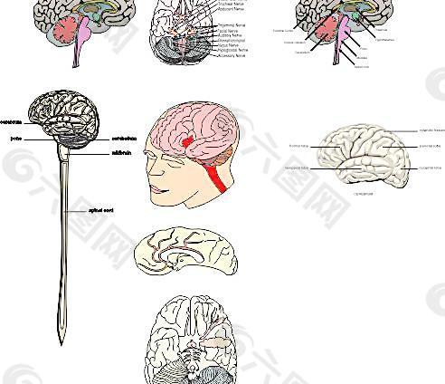 矢量人体脑部解剖图图片