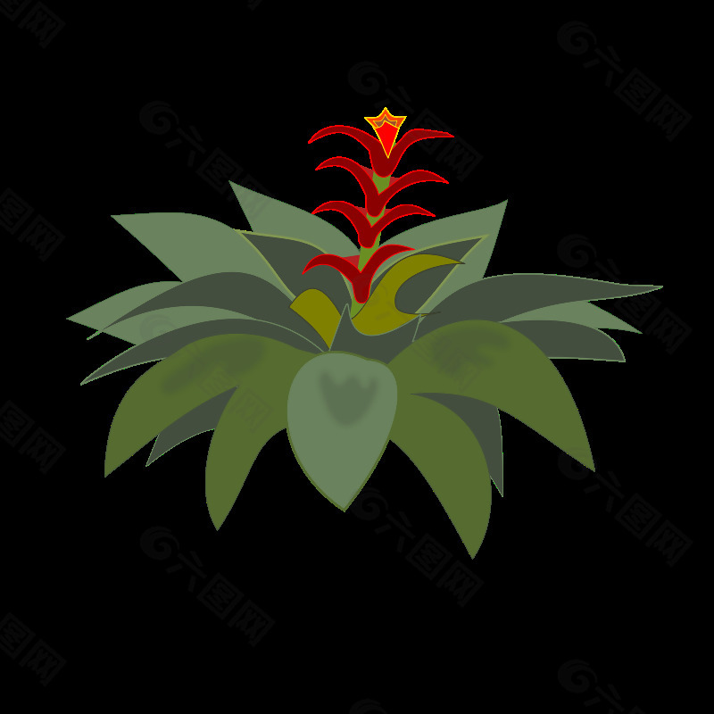 bromelia-01