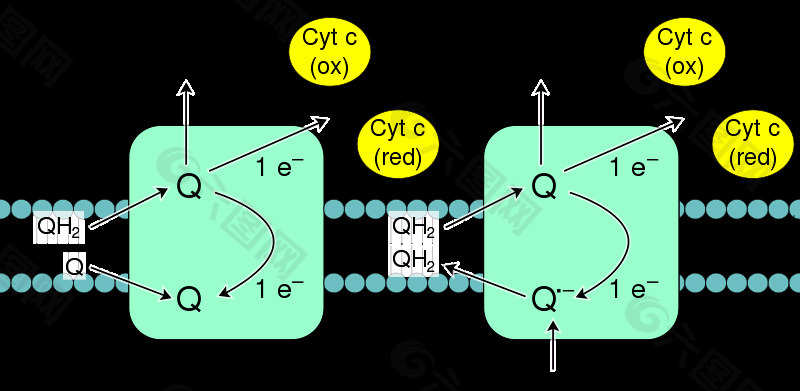 氧化磷酸化的复杂III