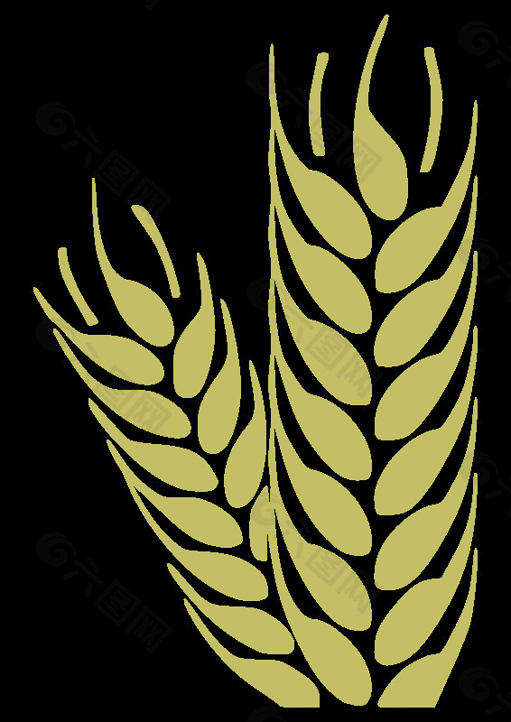 小麦-小麦