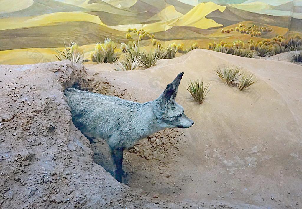 沙漠中的狼图片