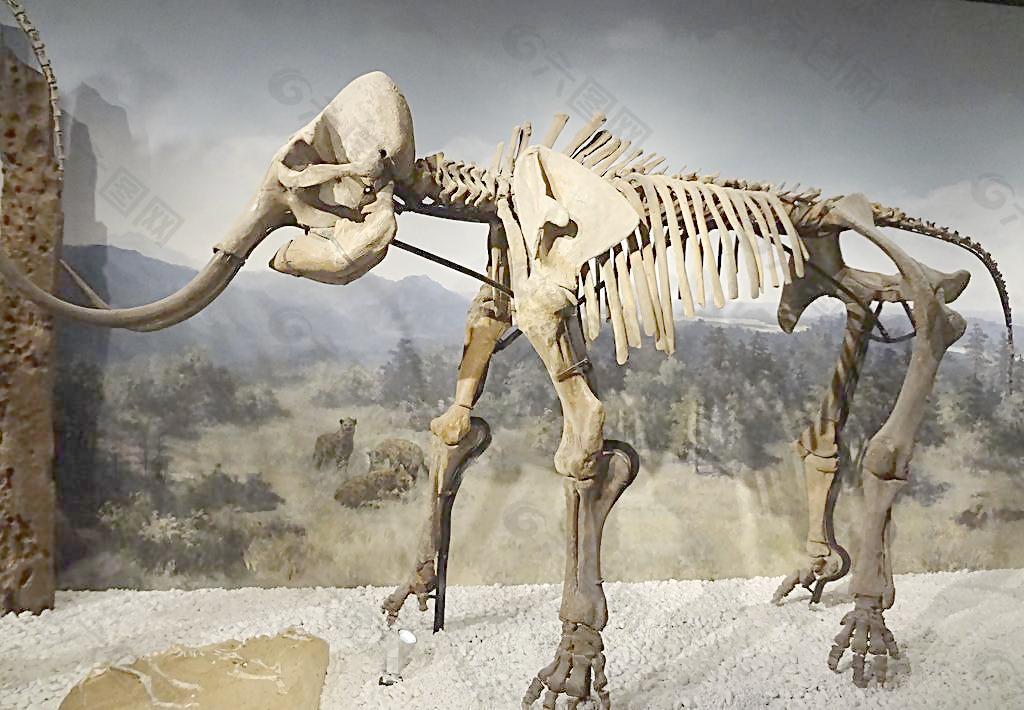 大象的祖先化石图片