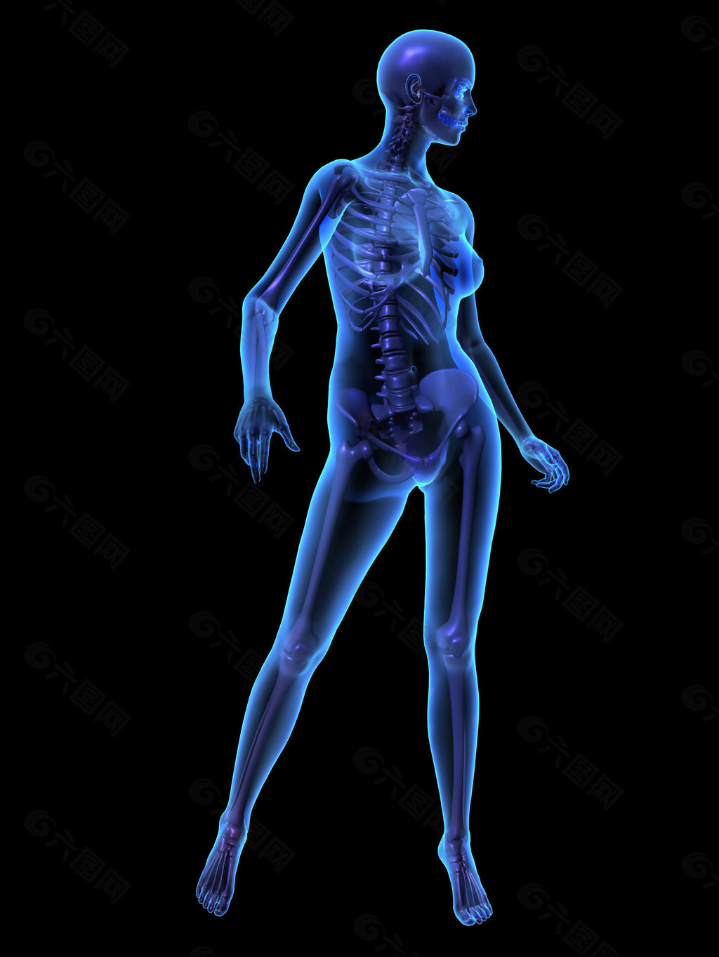人体教程:躯干结构的骨骼与肌肉讲解 - 知乎