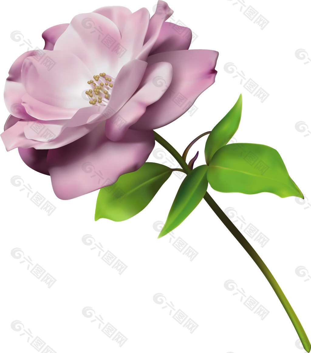 位图 优雅植物 花朵 叶子 色彩 免费素材