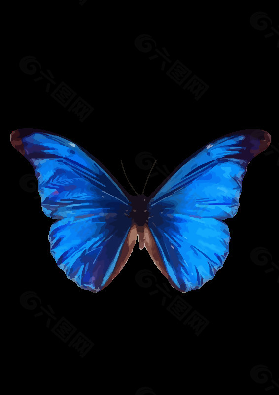 尖翅蓝闪蝶设计元素素材免费下载 图片编号 六图网