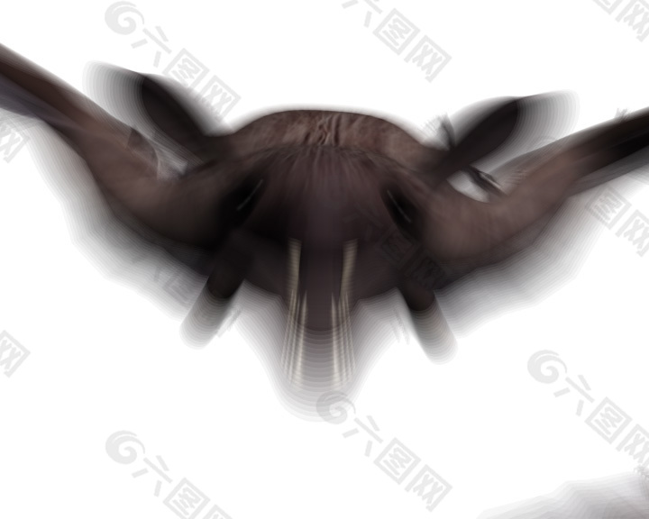 黑蜘蛛视频转场