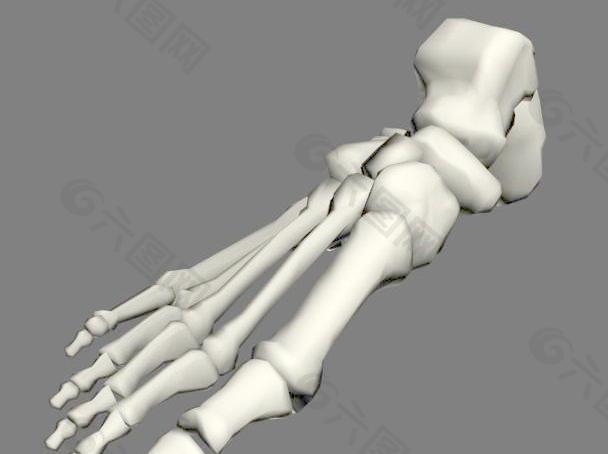 脚骨图片 脚骨素材 脚骨模板免费下载 六图网
