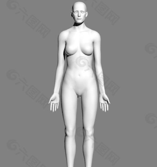 Female body 女人体基本模型