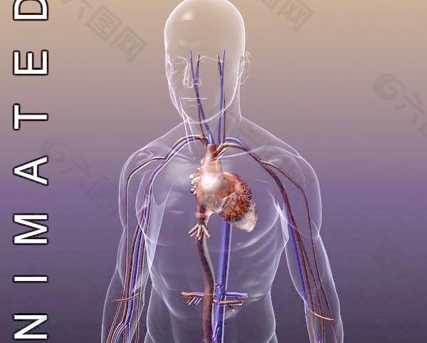 三维解刨结构3D Anatomy Circulatory System 成年男子身体循环系统