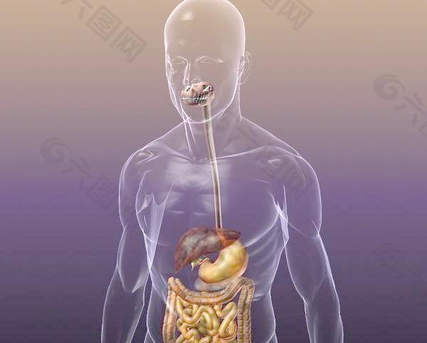 三维解刨结构 人体消化系统 3D Anatomy human digestive system