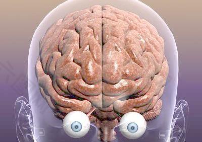 成年男子的脑 眼睛 解刨模型 Brain with Eyes in a Human Head  3D Anatomy