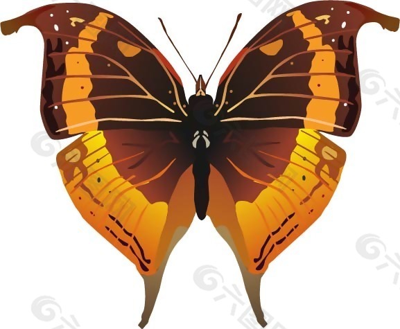 印花矢量图 动物 蝴蝶 色彩 橙色 免费素材