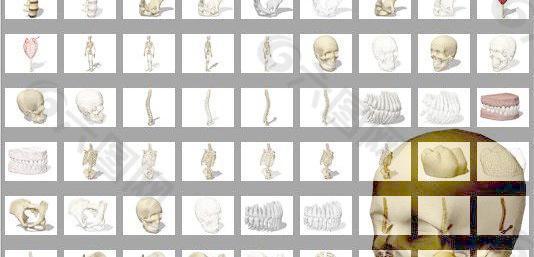 医学3D解剖骨架 人体骨骼，人类骨架