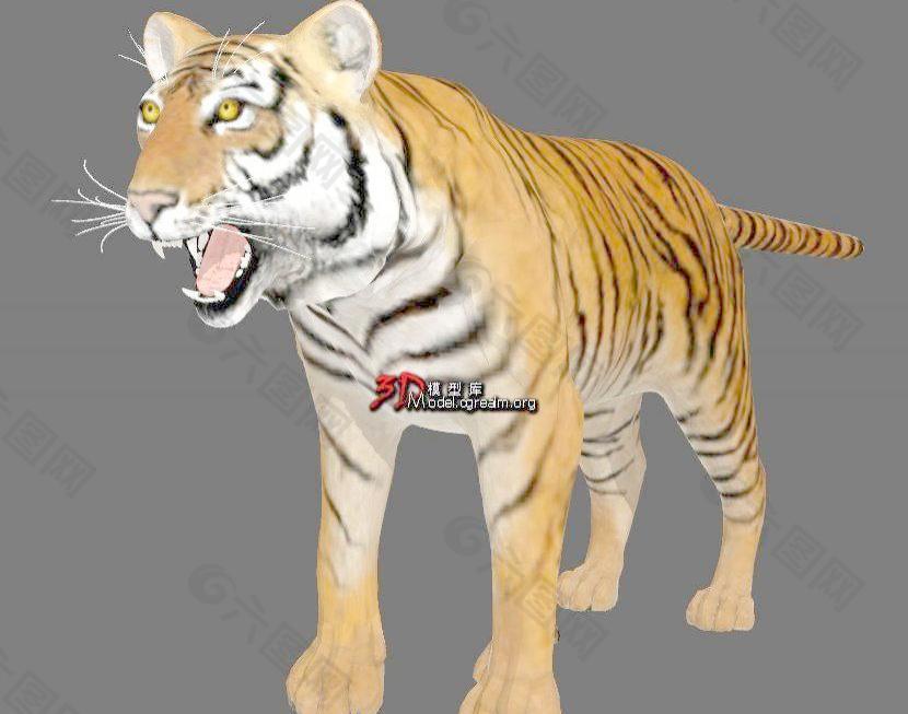 Tiger 森林之王-老虎 （写实风格，含贴图）