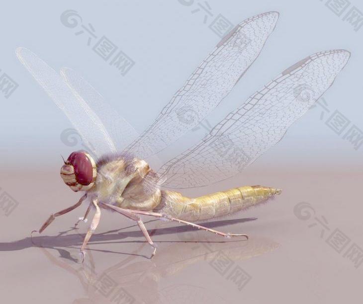 Dragonfly 精模蜻蜓+贴图