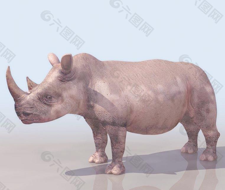 犀牛rhinoceros