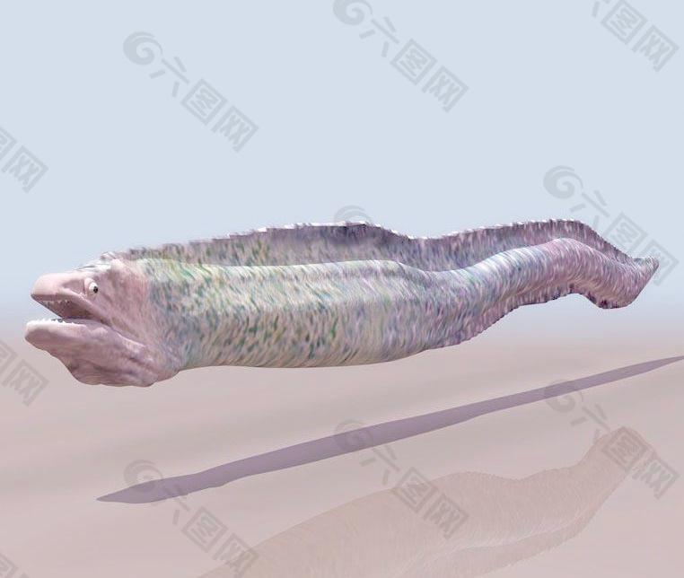 海鳗conger (eel)
