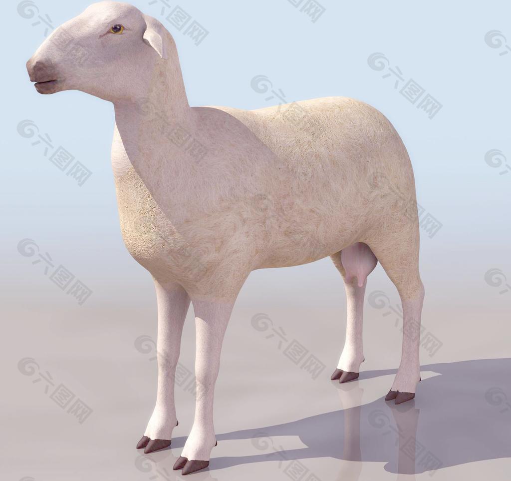 SHEEPH 绵羊模型01