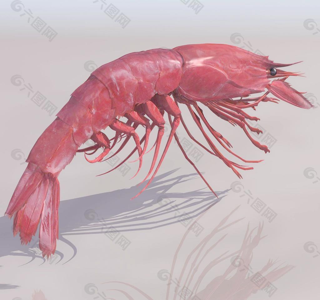 LPRAWN 龙虾模型02