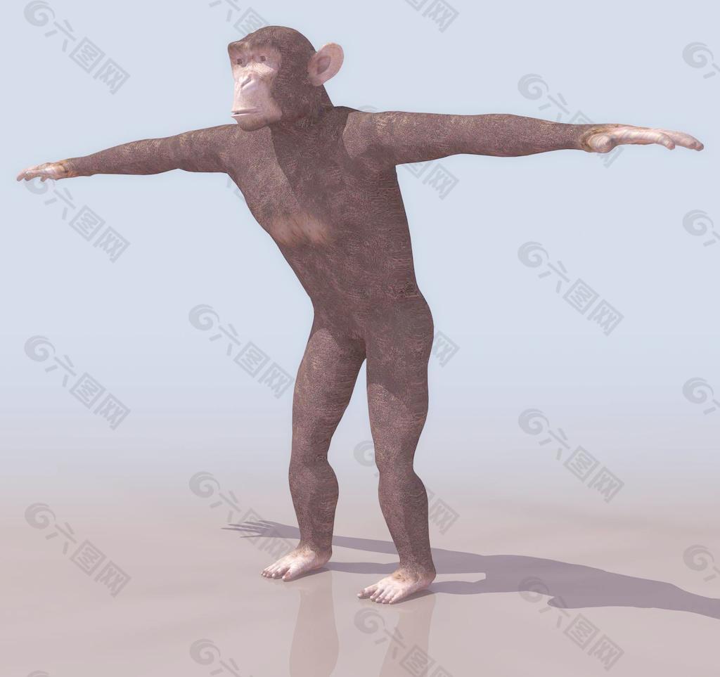 CHIMP 猴子模型01