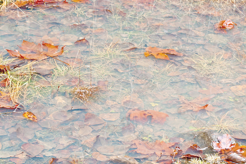 在水的秋叶