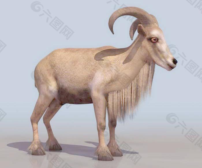 ARRUI（羊模型，带贴图）