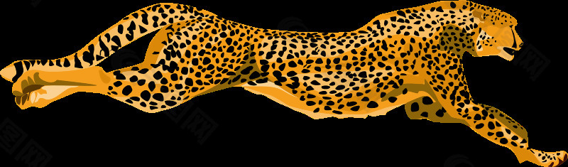 leopard_cheetah