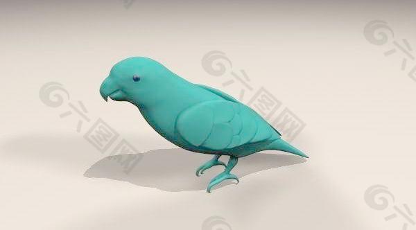 lorikeet 青绿色小鹦鹉
