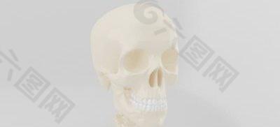 精细人体骨骼模型