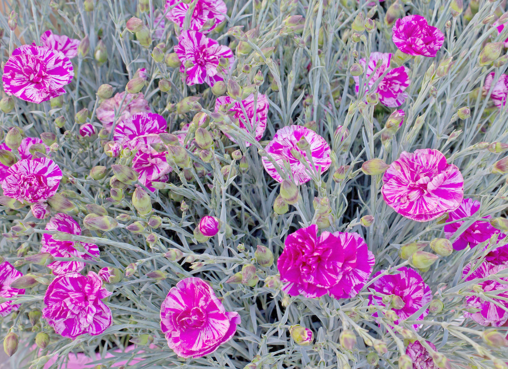 紫罂粟花