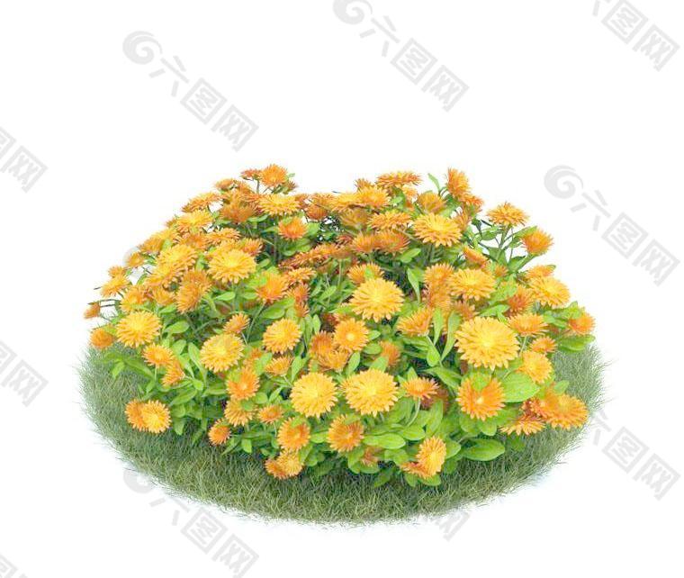 金盏菊 Calendula officinalis 011 黄金盏 长命菊