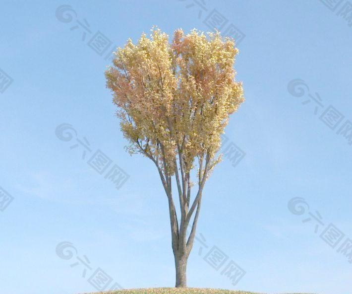 zelkova tree 091 榉树 秋季 黄叶