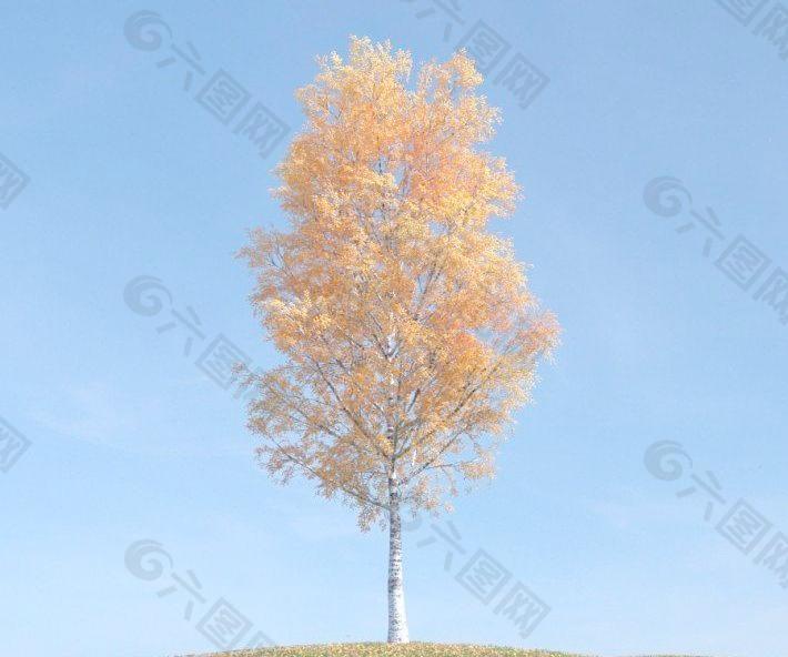 秋季 一个金黄树叶的小树 tree 089