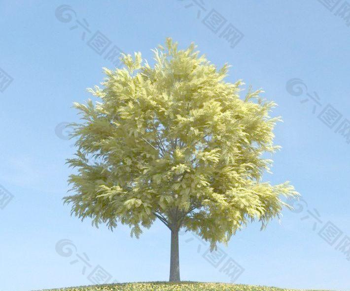 茂密的草黄色的树叶的树 plant 080