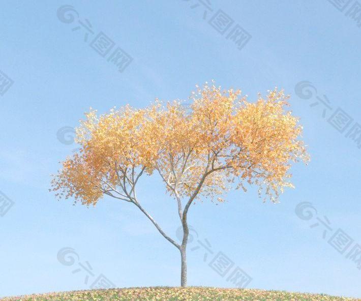 漂亮的金黄色树叶 挂满黄叶的树 plant 073