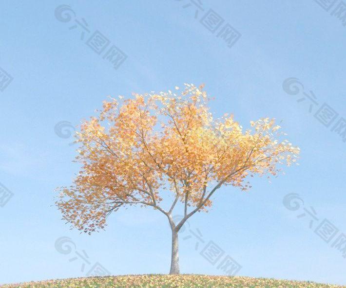 漂亮的金黄色树叶 挂满黄叶的树 plant 072