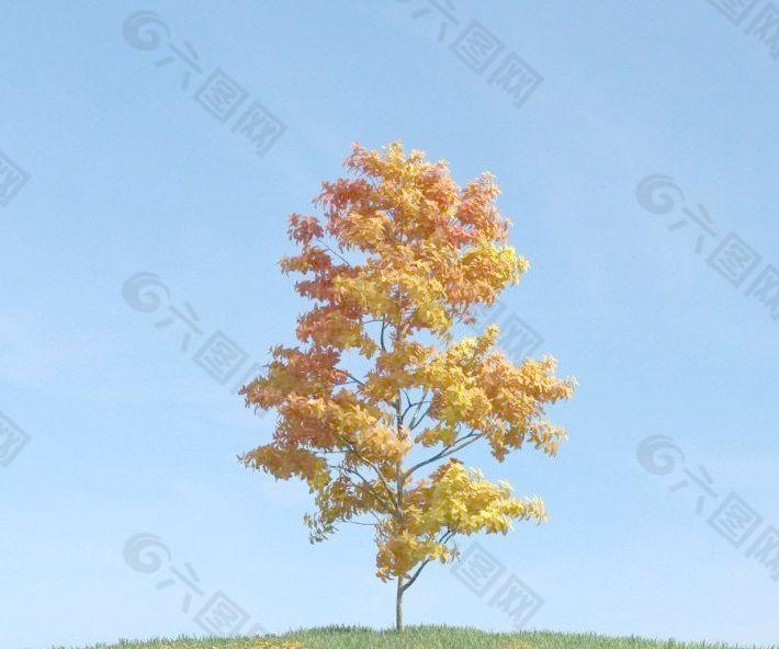 秋天变黄的树叶 金黄色的小树 plant 070