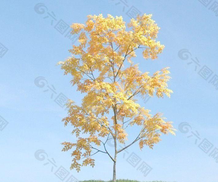 秋天变黄的树叶 金黄色的小树 plant 069