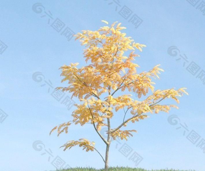 秋季金黄色的树叶 小树 plant 068